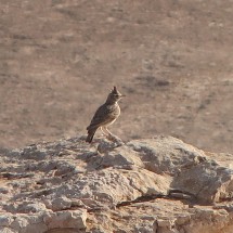 Little bird close to our camper